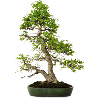 Yamafusa Carpinus coreana, 60 cm, ± 30 anni