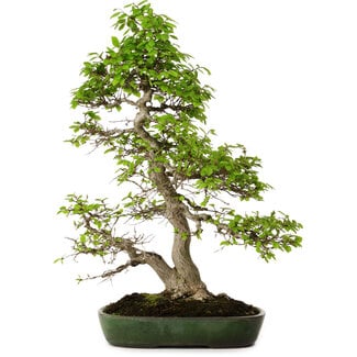 Yamafusa Carpinus coreana, 60 cm, ± 30 jaar oud