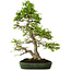 Carpinus coreana, 60 cm, ± 30 anni, in un vaso giapponese fatto a mano da Yamafusa, con un nebari di 13 cm