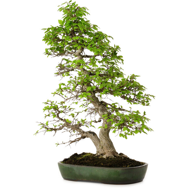 Carpinus coreana, 60 cm, ± 30 ans, dans un pot japonais fait main par Yamafusa, avec un nebari de 13 cm