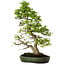 Carpinus coreana, 60 cm, ± 30 años, en una maceta japonesa hecha a mano por Yamafusa, con un nebari de 13 cm.