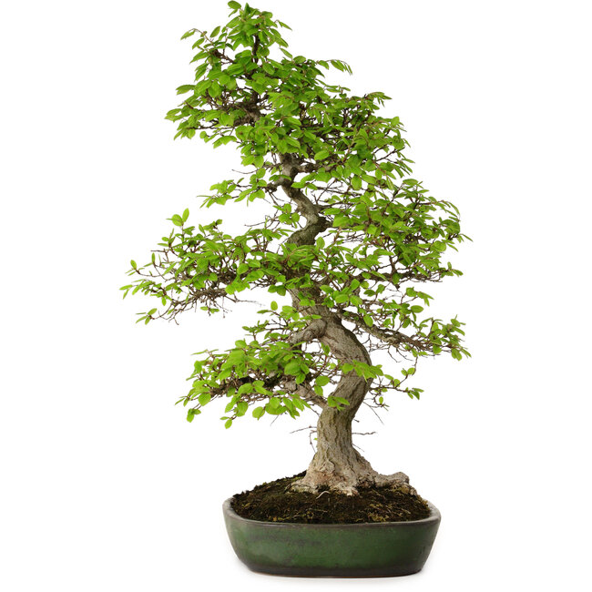Carpinus coreana, 60 cm, ± 30 jaar oud, in een handgemaakte Japanse pot van Yamafusa, met een nebari van 13 cm.