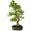 Carpinus coreana, 60 cm, ± 30 años, en una maceta japonesa hecha a mano por Yamafusa, con un nebari de 13 cm.