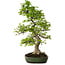 Carpinus coreana, 60 cm, ca. 30 Jahre alt, in einem handgefertigten japanischen Topf von Yamafusa, mit einem Nebari von 13 cm