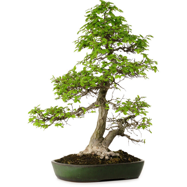 Carpinus coreana, 60 cm, ± 30 jaar oud, in een handgemaakte Japanse pot van Yamafusa, met een nebari van 13 cm.
