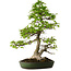 Carpinus coreana, 60 cm, ca. 30 Jahre alt, in einem handgefertigten japanischen Topf von Yamafusa, mit einem Nebari von 13 cm