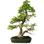 Carpinus coreana, 60 cm, ± 30 anni, in un vaso giapponese fatto a mano da Yamafusa, con un nebari di 13 cm