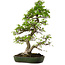 Carpinus coreana, 60 cm, ± 30 years old, in a handmade Japanese pot by Yamafusa, with a nebari of 13 cm