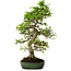 Carpinus coreana, 60 cm, ± 30 years old, in a handmade Japanese pot by Yamafusa, with a nebari of 13 cm