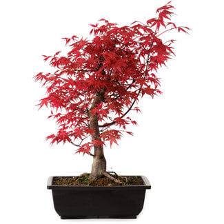 Acer palmatum deshojo, 40 cm, ± 10 years old