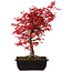 Acer palmatum deshojo, 40 cm, ± 10 years old, with a nebari of 4 cm