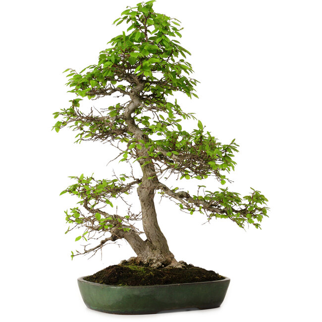 Carpinus coreana, 60 cm, ± 30 ans, dans un pot japonais fait main par Yamafusa, avec un nebari de 13 cm