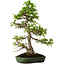 Carpinus coreana, 60 cm, ± 30 jaar oud, in een handgemaakte Japanse pot van Yamafusa, met een nebari van 13 cm.