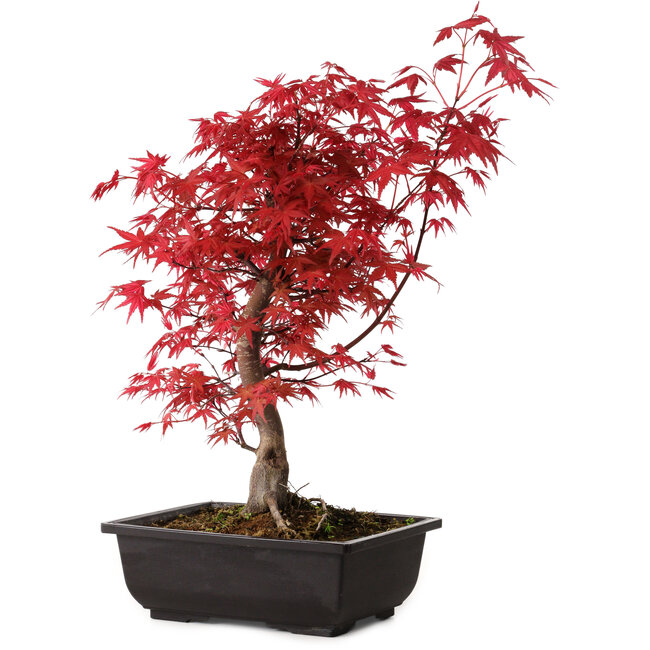 Acer palmatum deshojo, 40 cm, ± 10 years old, with a nebari of 4 cm