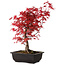 Acer palmatum deshojo, 40 cm, ± 10 Jahre alt, mit einem Wurzelhals von 4 cm