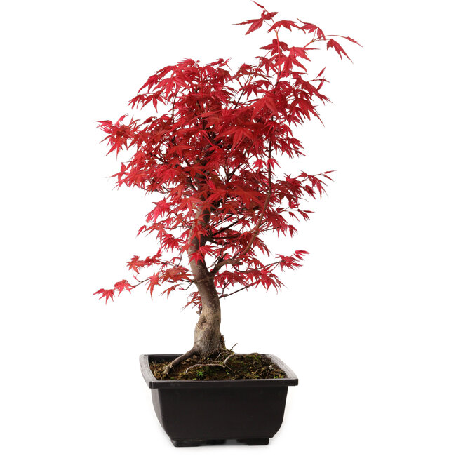 Acer palmatum deshojo, 40 cm, ± 10 Jahre alt, mit einem Wurzelhals von 4 cm
