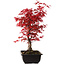 Acer palmatum deshojo, 40 cm, ± 10 Jahre alt, mit einem Wurzelhals von 4 cm