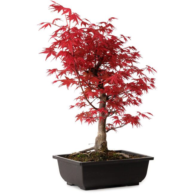 Acer palmatum deshojo, 40 cm, ± 10 años de edad, con un nebari de 4 cm