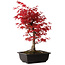 Acer palmatum deshojo, 40 cm, ± 10 años de edad, con un nebari de 4 cm