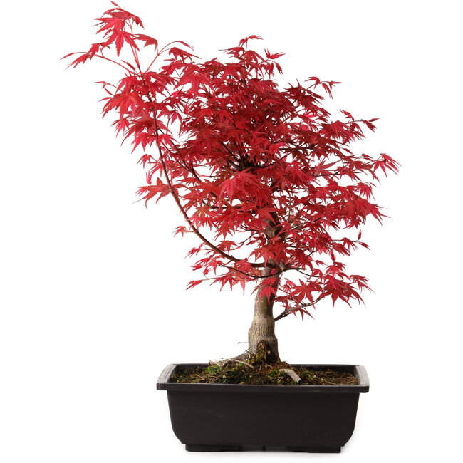Acer palmatum deshojo, 40 cm, ± 10 years old, with a nebari of 4 cm