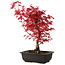 Acer palmatum deshojo, 40 cm, ± 10 anni, con nebari di 4 cm