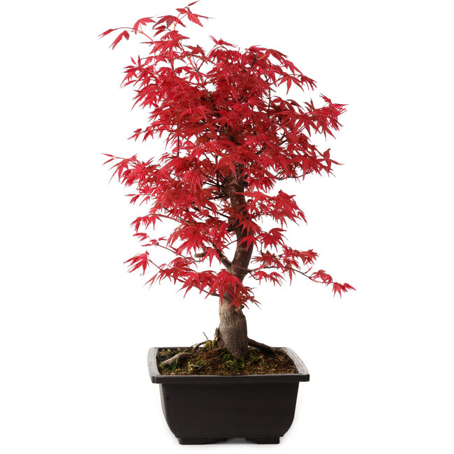 Acer palmatum deshojo, 40 cm, ± 10 anni, con nebari di 4 cm