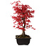Acer palmatum deshojo, 40 cm, ± 10 años de edad, con un nebari de 4 cm