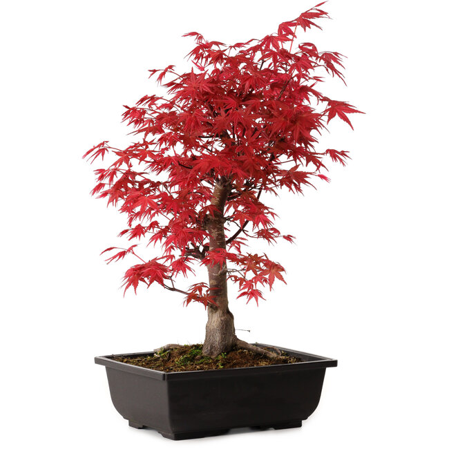 Acer palmatum deshojo, 40 cm, ± 10 Jahre alt, mit einem Wurzelhals von 4 cm