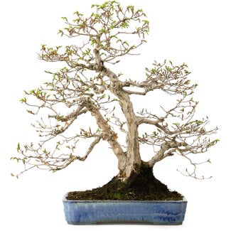 Carpinus coreana, 60 cm, ± 30 jaar oud