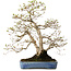Carpinus coreana, 60 cm, ± 30 jaar oud, met een nebari van 18 cm