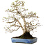 Carpinus coreana, 60 cm, ± 30 jaar oud, met een nebari van 18 cm