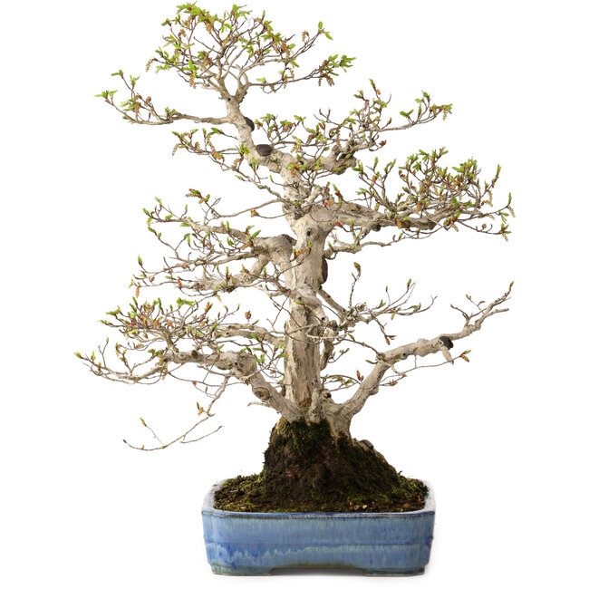 Carpinus coreana, 60 cm, ± 30 jaar oud, met een nebari van 18 cm