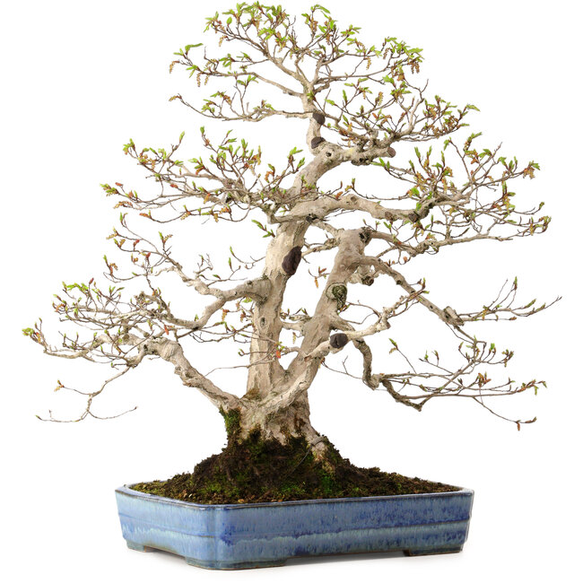 Carpinus coreana, 60 cm, ± 30 jaar oud, met een nebari van 18 cm