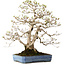 Carpinus coreana, 60 cm, ± 30 jaar oud, met een nebari van 18 cm
