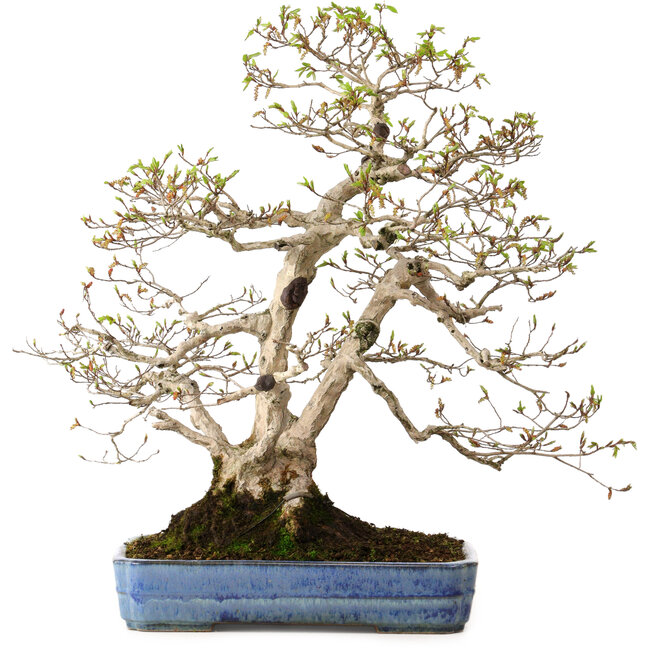 Carpinus coreana, 60 cm, ± 30 jaar oud, met een nebari van 18 cm