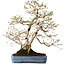 Carpinus coreana, 60 cm, ± 30 jaar oud, met een nebari van 18 cm