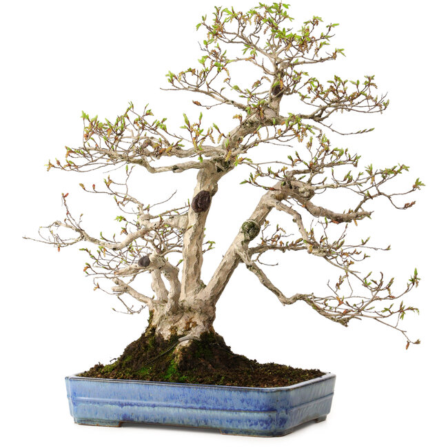 Carpinus coreana, 60 cm, ± 30 jaar oud, met een nebari van 18 cm