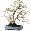 Carpinus coreana, 60 cm, ± 30 jaar oud, met een nebari van 18 cm