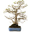 Carpinus coreana, 60 cm, ± 30 jaar oud, met een nebari van 18 cm