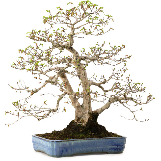 Carpinus coreana, 60 cm, ± 30 jaar oud, met een nebari van 18 cm