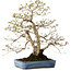 Carpinus coreana, 60 cm, ± 30 jaar oud, met een nebari van 18 cm