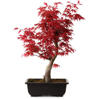 Acer palmatum deshojo, 40 cm, ± 10 años de edad