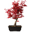 Acer palmatum deshojo, 40 cm, ± 10 años de edad, con un nebari de 4 cm