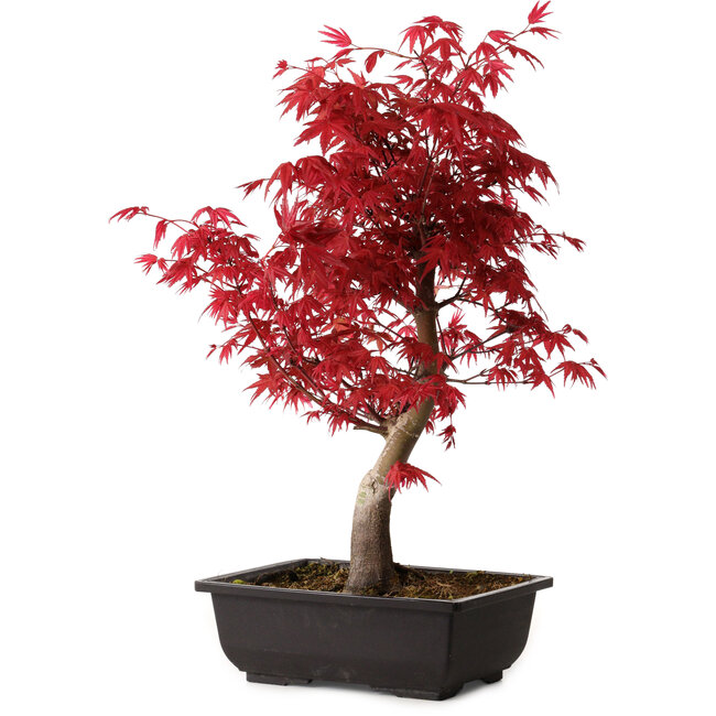 Acer palmatum deshojo, 40 cm, ± 10 años de edad, con un nebari de 4 cm