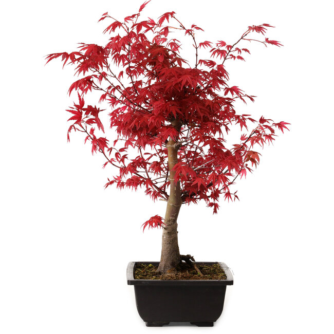 Acer palmatum deshojo, 40 cm, ± 10 anni, con nebari di 4 cm