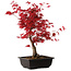Acer palmatum deshojo, 40 cm, ± 10 Jahre alt, mit einem Wurzelhals von 4 cm