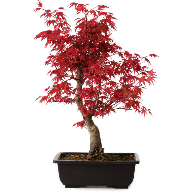 Acer palmatum deshojo, 40 cm, ± 10 años de edad, con un nebari de 4 cm