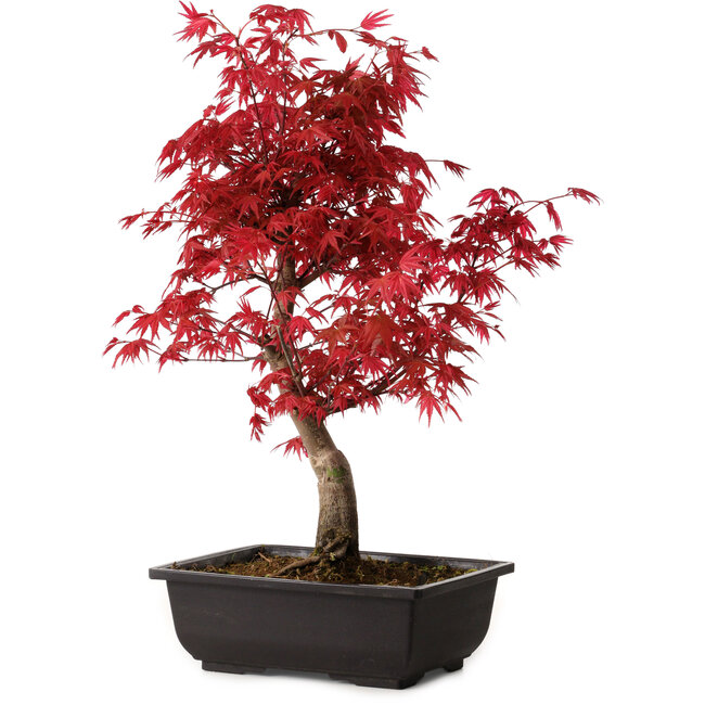 Acer palmatum deshojo, 40 cm, ± 10 Jahre alt, mit einem Wurzelhals von 4 cm