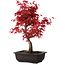 Acer palmatum deshojo, 40 cm, ± 10 Jahre alt, mit einem Wurzelhals von 4 cm