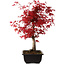 Acer palmatum deshojo, 40 cm, ± 10 Jahre alt, mit einem Wurzelhals von 4 cm
